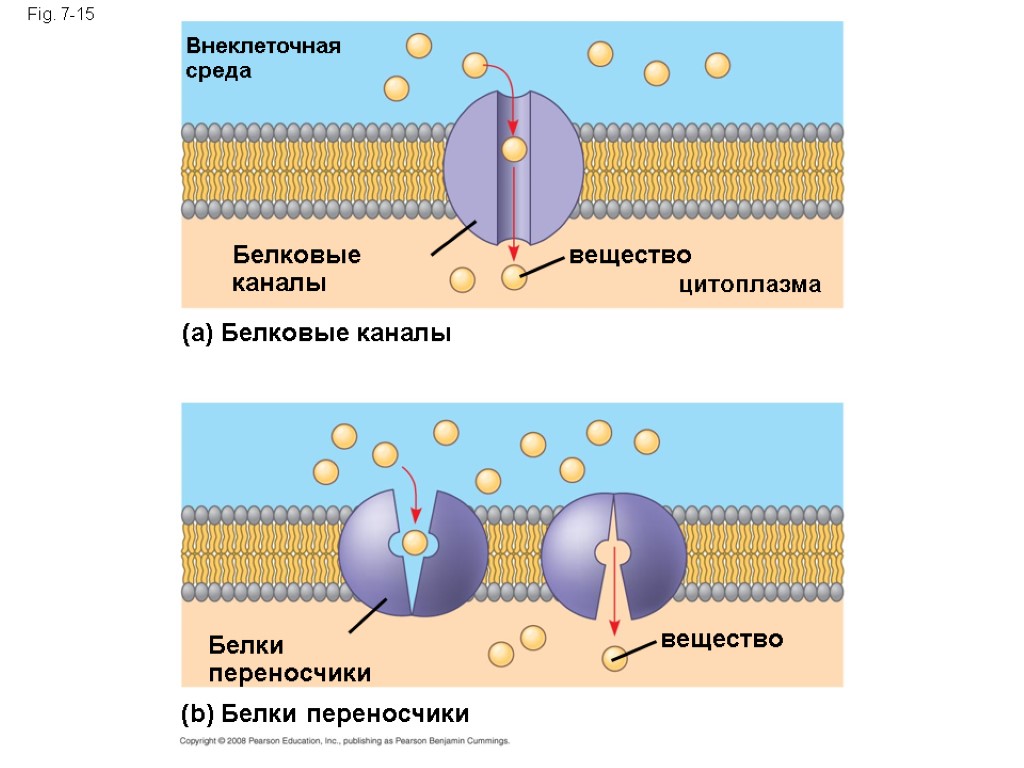 Fig. 7-15 Внеклеточная среда Белковые каналы (a) Белковые каналы вещество цитоплазма вещество Белки переносчики